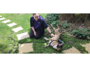 Freddie - male EBT x SBT Photo