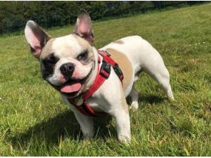 CUTHBERT - French Bulldog Photo