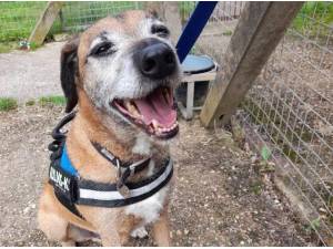 CHOJI - Border Terrier
crossbreed Photo
