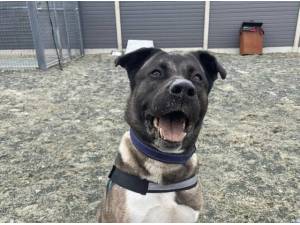 ROCKY - Japanese Akita
crossbreed Photo