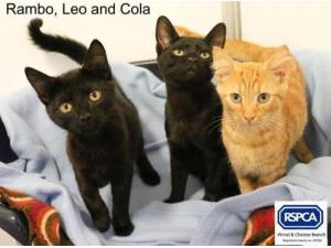 LEO - RAMBO AND COLA - Domestic Shorthair
crossbreed Photo