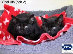 YINDI KITS - Domestic Shorthair
crossbreed Photo