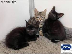 MARVEL KITS - Domestic Shorthair
crossbreed Photo