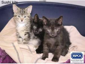 SUSHI KITS - Domestic Shorthair
crossbreed Photo