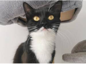 DAISY - Domestic Semi
crossbreed Photo