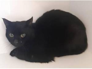 CLARENCE - Domestic Shorthair
crossbreed Photo