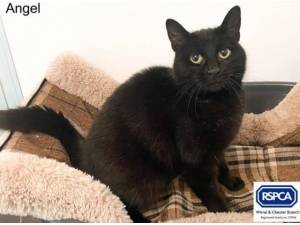 ANGEL - Domestic Shorthair
crossbreed Photo