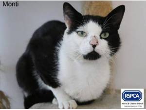 MONTI - Domestic Shorthair
crossbreed Photo