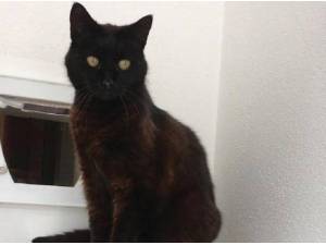 MISTY - Domestic Shorthair
crossbreed Photo