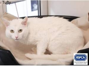 TUFTY - Domestic Shorthair
crossbreed Photo