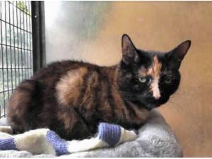 LOLA - Domestic Shorthair
crossbreed Photo