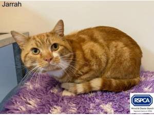 JARRAH - Domestic Shorthair
crossbreed Photo