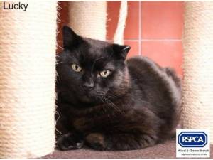 LUCKY - Domestic Shorthair
crossbreed Photo