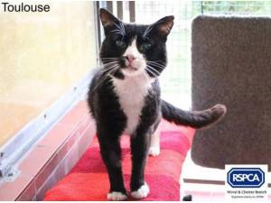 TOULOUSE - Domestic Shorthair
crossbreed Photo