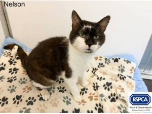 NELSON - Domestic Shorthair
crossbreed Photo