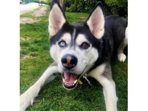 Apache - Male Siberian Husky Photo