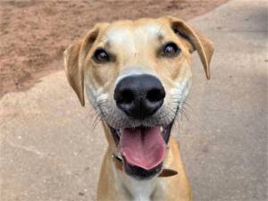 Archie - Male Lurcher Photo