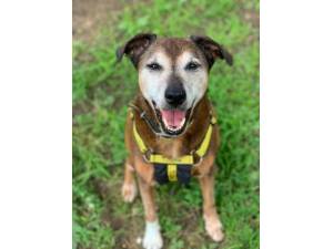 Ella - Female Staffordshire Cross (SBT) Photo