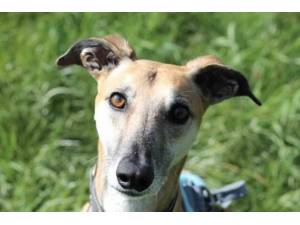 Lacey - Female Lurcher Photo