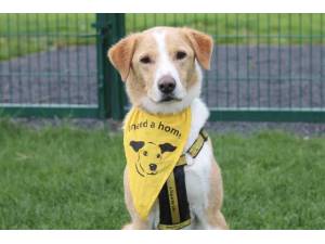 Lewis - Male Lab Cross Photo