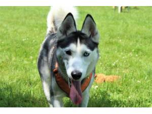 Luna - Female Siberian Husky Photo