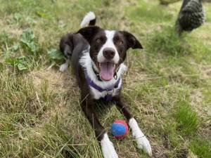 Macey - Female Collie Cross (Border) Photo