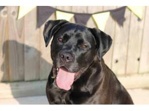 Megan - Female A Crossbreed Photo