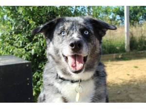 Skye - Female Collie Cross (Border) Photo