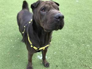 Bear - Female Shar-Pei Photo