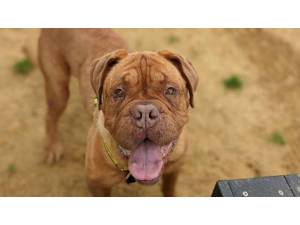 Boris - Male Dogue De Bordeaux Photo