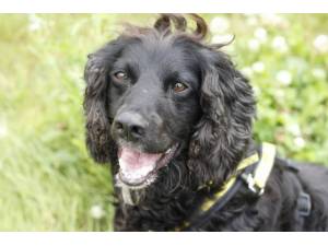 Frankie - Male Cocker Spaniel Photo