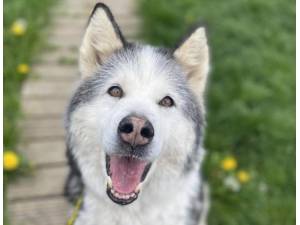 Mishka - Female Siberian Husky Photo