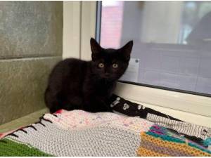 HEIDI - Domestic Shorthair
crossbreed Photo
