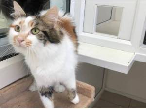 FLUFFY - Domestic Longhair
crossbreed Photo