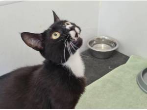 TINKERBELL - Domestic Shorthair
crossbreed Photo