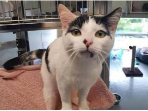 KOBI - Domestic Shorthair
crossbreed Photo