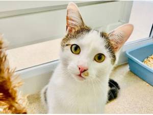 BOYCE - Domestic Shorthair
crossbreed Photo