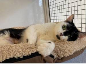 CRYSTAL - Domestic Shorthair
crossbreed Photo