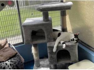 TEDDY - Domestic Shorthair
crossbreed Photo