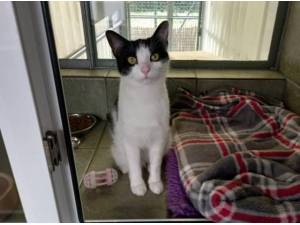 INDIE - Domestic Shorthair
crossbreed Photo