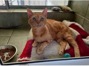 POLLY - Domestic Shorthair
crossbreed Photo