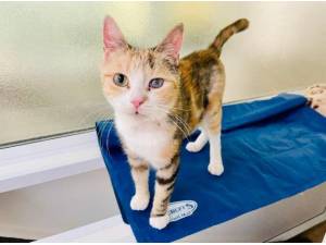 RENEE - Domestic Shorthair
crossbreed Photo