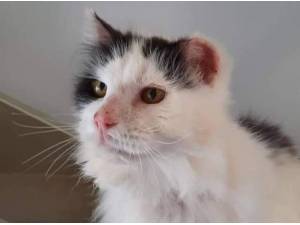 GILBERT - Domestic Semi
crossbreed Photo