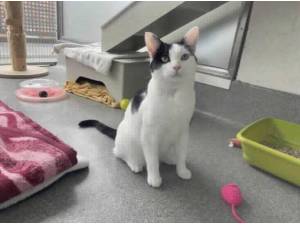 DOMINO - Domestic Shorthair Photo