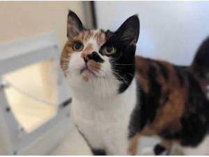 CHARLIE - Domestic Shorthair
crossbreed Photo