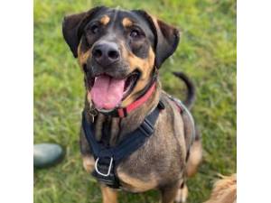 Mara (Was Avon) - Female Great Dane cross Bernese Mountain Dog Photo