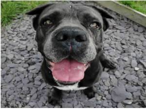 SHAKIRA - Cane Corso Photo