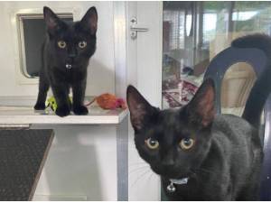 MOLLY KITTY - Domestic Shorthair
crossbreed Photo