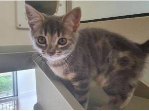 KITTENS - Domestic Shorthair
crossbreed Photo