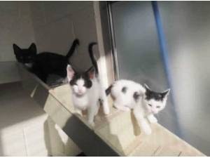 PEANUT - Domestic Shorthair
crossbreed Photo